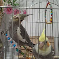 یک جفت عروس هلندی