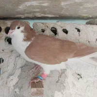 کبوتر‌رنگی