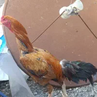 خروس لاری افغان