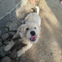 سگ شیتزو10ماهه|سگ|رشت, بازار|دیوار