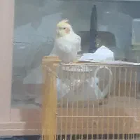 عروس هلندی|پرنده|درمیان, |دیوار