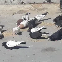 کبوترسینه ای تک پر ریش|پرنده|فاضل آباد, |دیوار