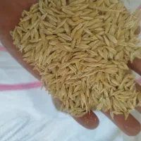 جو محلی