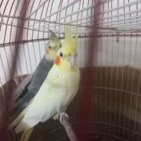 یک جفت عروس هلندی