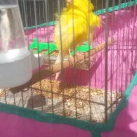 قناری فر|پرنده|بندر انزلی, بشمن|دیوار