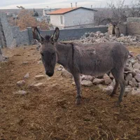 یک  راس الاغ ماده گله ای