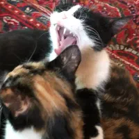 واگذاری گربه ماده خانگی|گربه|اصفهان, شهرک میلاد|دیوار