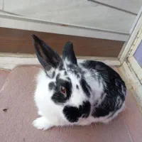 حیوان خانگی خرگوش|موش و خرگوش|دورود, |دیوار