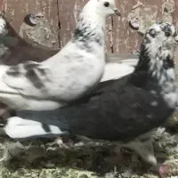 کبوتر|پرنده|بوکان, |دیوار