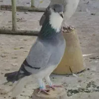 کبوتر دمگیر سرور پلاکی طوقی سینه پرشی|پرنده|اصفهان, بوستان ناژوان|دیوار