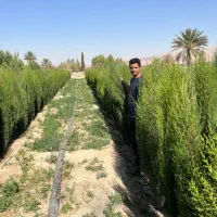 فروش انواع، نهال، مرکبت