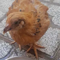 مرغ و خروس