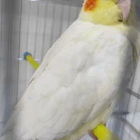 عروس هلندی|پرنده|دزفول, |دیوار