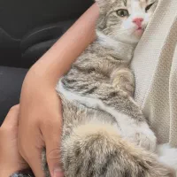 گمشده