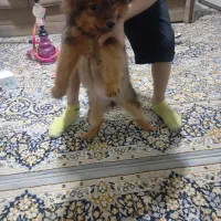 پامر