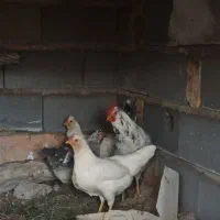 سه تا مرغ گلین کرچ شو