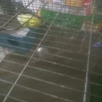 مرغ عشق مولد