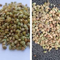 توزیع بذر خشه یونجه (اسپرس)