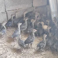 جوجه بوقلمون 40روزه درجه یک
