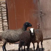 میش دوقلو