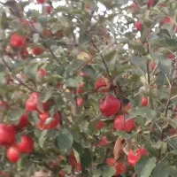 فروش سیب روی درخت واقع در جاده ورزقان