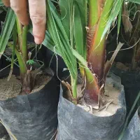 پالم واشنگتن تنه قرمز|خدمات باغبانی و درختکاری|ارطه, |دیوار