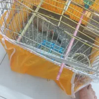 یک جفت فنچ بدون لوازم