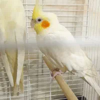 عروس هلندی جفت