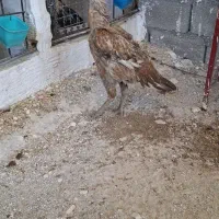 مرغ لاری اصیل نصل