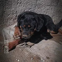 رتوایلر نر پوزه دلقکی