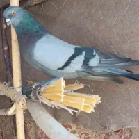 سبز اصیل قدیم نصل خان