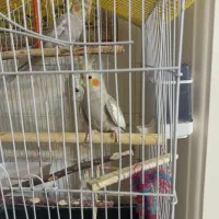 عروس هلندی سخنگو|پرنده|اسلام‌شهر, شهرک سعیدیه|دیوار