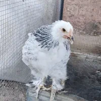 جوجه برهما