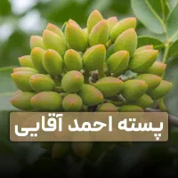 فروش نهال پسته همه ارقام لیبل رسمی ارسال فوری