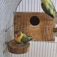 برزیلی پاربلو یووینگ + 2عدد سرلاکی فیشر
