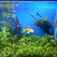 آکواریوم پلنت|ماهی|سنندج, |دیوار