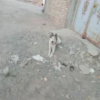 سگ هاسکی