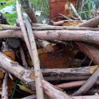 فروش چوب|خدمات باغبانی و درختکاری|بندر انزلی, ساحل قو|دیوار