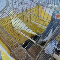 عروس هلندی|پرنده|مشگین شهر, |دیوار