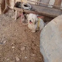 یک جفت سگ پاکوتاه