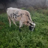 گاو حامله محلی