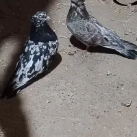 کبوتر سرور دم کشیده مست مست برچشم خوب رحمت