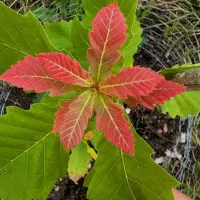 سیم کارت دائمی