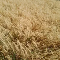 کاه خوب درجه یک