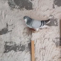 کفتر کبوتر چپ ،شهری،بهبهونی،دمبی،