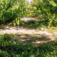 باغ ویلایی|فروش خانه و ویلا|صوفیان, |دیوار