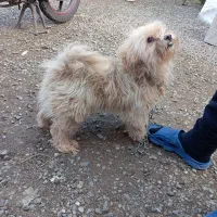 واگذاری سگ ترییر شیتزو