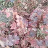 موندراب|گل و گیاه طبیعی|نطنز, |دیوار