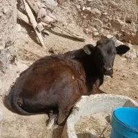 گاو آبستن|حیوانات مزرعه|درح, |دیوار