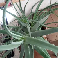 آلوئه ورا|گل و گیاه طبیعی|مشهد, انقلاب|دیوار